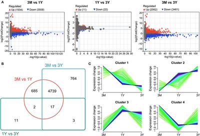 Proteome Informatics in Tibetan Sheep (Ovis aries) Testes Suggest the Crucial Proteins Related to Development and Functionality